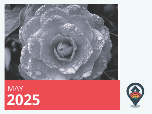Black and white image of a rose with water droplets
